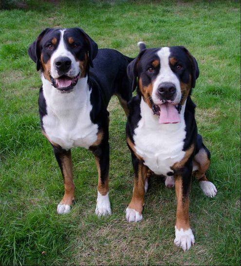 swiss mountain dog puppy for sale